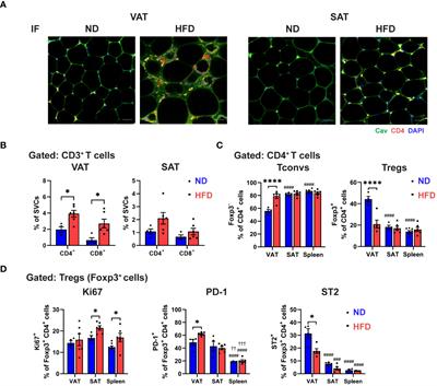 Obese visceral adipose dendritic cells downregulate regulatory T cell development through IL-33